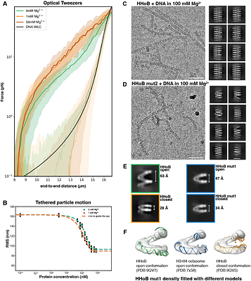 Cryo-EM reveals open and closed Asgard chromatin assemblies