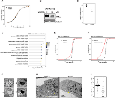 Lineage specifying transcription factors determine cell function by direct control of metabolism