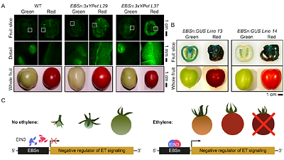 EBSn, a robust synthetic reporter for monitoring ethylene responses in plants