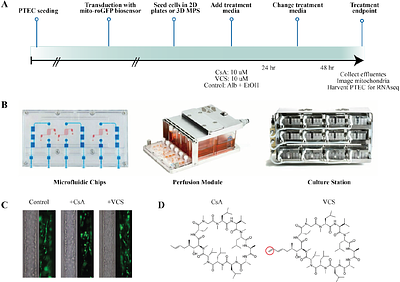 Voclosporin Preserves Mitochondrial Function Compared With Cyclosporine A in Perfused Human Proximal Tubule Microphysiological Systems
