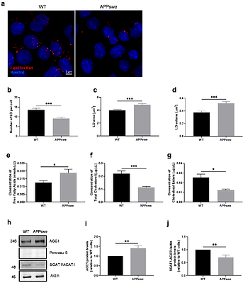 Lipid droplet dysmetabolism affects cell homeostasis in an in vitro model of Alzheimer disease