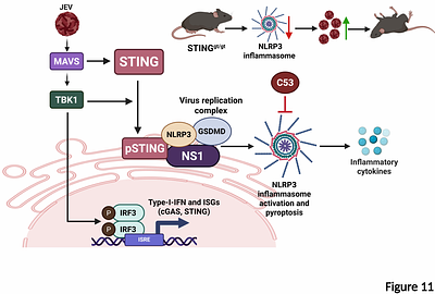STING is a key driver of Japanese encephalitis virus induced inflammatory response
