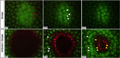 Deep tissue removal in wounds facilitates algal colonization and inhibits healing and regeneration in tropical corals