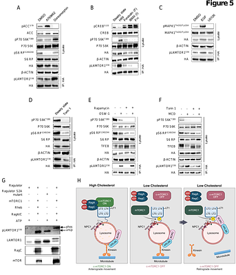 ER-Lysosome Cholesterol Exchange Regulates Lysosomal Motility Through mTOR-Dependent LAMTOR1 Phosphorylation