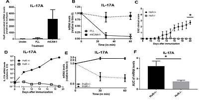 Disrupting miR-466l-3p and HuR Cooperation with Target Site Blockers Reveals a Therapeutic Strategy to Destabilize mRNA Transcripts