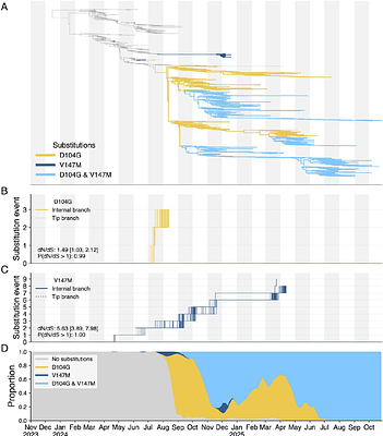 Bovine H5N1 influenza viruses have adapted to more efficiently use receptors abundant in cattle