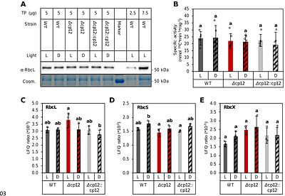 In vivo RUBISCO activity in Synechocystis is regulated by RuBP availability