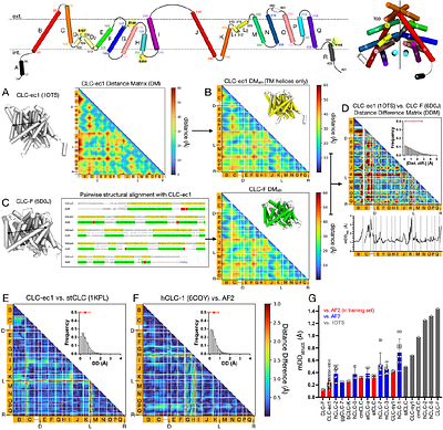 A LARGE-SCALE EVOLUTIONARY AND STRUCTURAL ANALYSIS OF CLC CHANNELS AND TRANSPORTERS