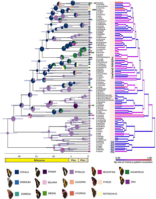 Phylogeny, systematics and evolution of mimicry patterns in Neotropical limenitidine butterflies
