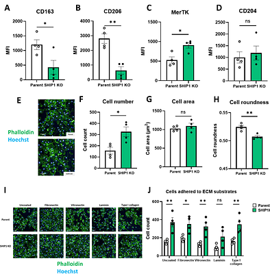 SHIP1 regulates TREM2 signalling and macrophage functions in a hiPSC-derived model