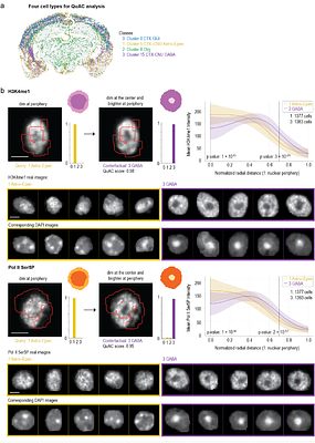 Machine learning-guided spatial omics for tissue-scale discovery of cell-type-specific architectures