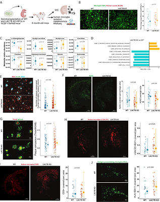 Reduced LACTB expression in myeloid cells is associated with elevated succinylcarnitine levels and reduced Alzheimers disease risk.