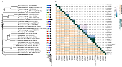 Effects of a novel Paraburkholderia phage IPK on the phenanthrene degradation efficiency of the PAH-degrading strain Paraburkholderia caledonica Bk.
