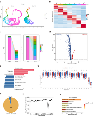 The XPF-like domain in SHOC1 required for homologous recombination and safeguarding autosome from meiotic silencing of unsynapsed chromatin