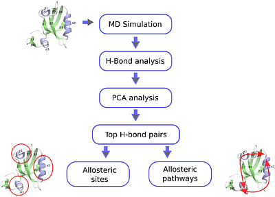 Correlations among hydrogen bond fluctuations in the apo state are enough to reveal allosteric networks in proteins