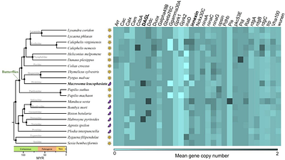 New genome reveals molecular signatures of adaptation to nocturnality in moth-like butterflies (Hedylidae)