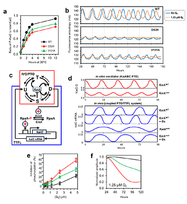 Circadian temperature compensation is intrinsically linked with metabolism and redox signaling
