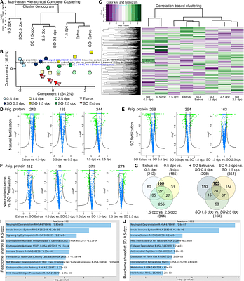 Multi-omics analyses and machine learning prediction of oviductal responses in the presence of gametes and embryos