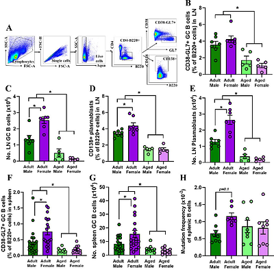 Estradiol Mediates Greater Germinal Center Responses to Influenza Vaccination in Female than Male Mice