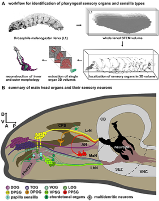 Morphology and ultrastructure of pharyngeal sense organs of Drosophila larvae