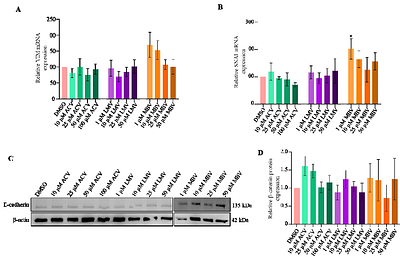 First-trimester exposure to anti-cytomegalovirus medications: a study of the effects of valaciclovir, letermovir and maribavir on early placental development