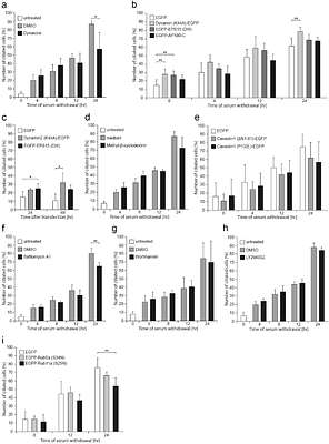 GRAF1-dependent endocytotic processes and the Golgi apparatus contribute to novel intermediate stages of early ciliogenesis
