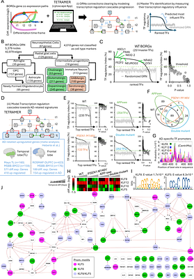 Kruppel-like factors KLF5 & KLF8 emerge as master transcriptional regulators of Alzheimers disease, as revealed on cell fate regulomes in human brain organoids