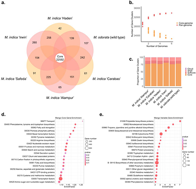 Pangenome analysis provides insights into the evolution of mango (Mangifera spp.)