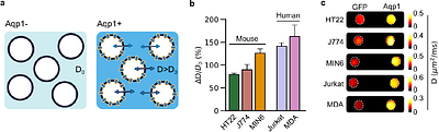 Engineering water exchange is a safe and effective method for magnetic resonance imaging in diverse cell types