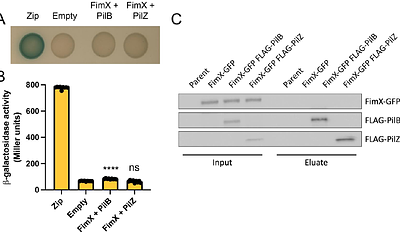 FimX regulates type IV pilus localization via the Pil-Chp chemosensory system in Acinetobacter baylyi
