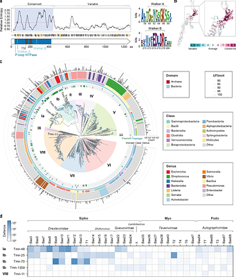 Tmn blocks phage spread via plasmolysis and triggers synergistic defence responses