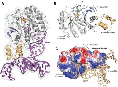 Structural Basis for C8 methylation of 23S ribosomal RNA by Cfr