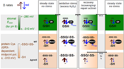 Chloroplasts lacking class I glutaredoxins are functional but show a delayed recovery of protein cysteinyl redox state after oxidative challenge