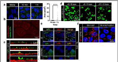 Functional Diversity in GII.4 Norovirus Entry: HBGA Binding and Capsid Clustering Dynamics