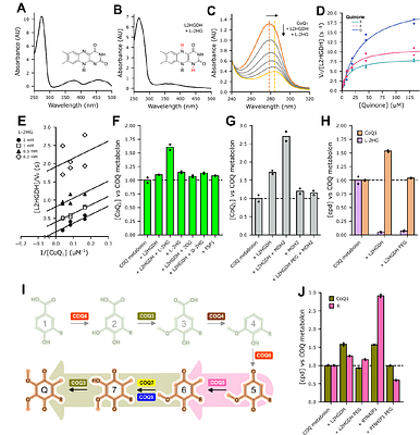 L-2-hydroxyglutarate recycling is linked to coenzyme Q biosynthesis