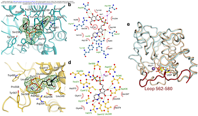 Molecular Structure and Enzymatic Mechanism of the Human Collagen Hydroxylysine Galactosyltransferase GLT25D1/COLGALT1