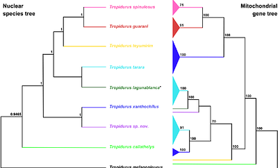 Demographic history explains mitochondrial genome capture and mitonuclear discordance among South American collared Tropidurus	 lizards
