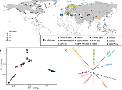 Misleading Success: Genomes Reveal Critical Risks to European Gray Wolves