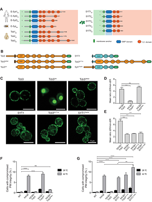 Molecular mechanisms of E-Syt-mediated stress resistance