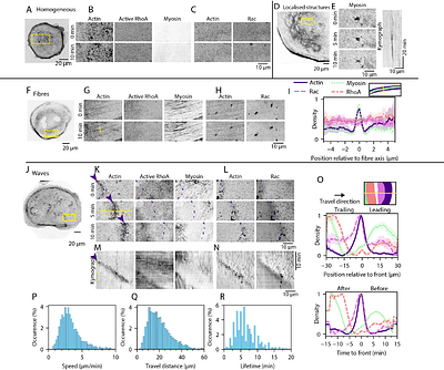 Interplay between Rac1/RhoA and actin waves in giant epithelial cells : experiment and theory
