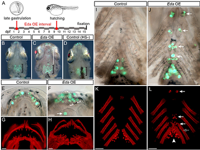 Ectodysplasin overexpression reveals spatiotemporally dynamic tooth formation competency in stickleback and zebrafish