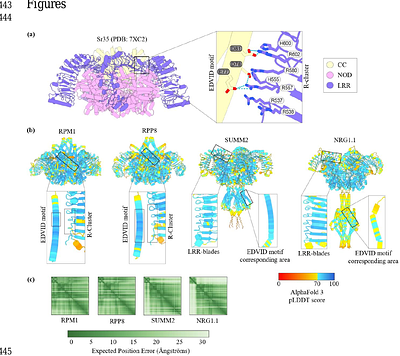 Diversification of the "EDVID" packing motif underpins structural and functional variation in plant NLR coiled-coil domains