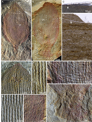 Advanced adaptive strategies in an ancestral body plan: insights from a 510-Ma-old leptomitid sponge