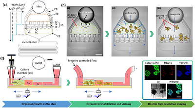 OrganoidChip+: a Microfluidic Platform for Culturing, Staining, Immobilization, and High-Content Imaging of Adult Stem Cell-Derived Organoids