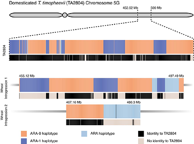 Evolutionary dynamics of the Timopheevii wheat lineage