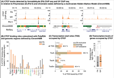 UV laser crosslinking uncovers novel DNA-binding pattern of CTCF