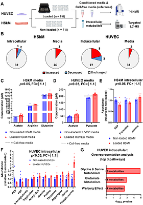 Mechanical loading reveals cell type-specific responses and role of PHGDH in endothelial cell growth