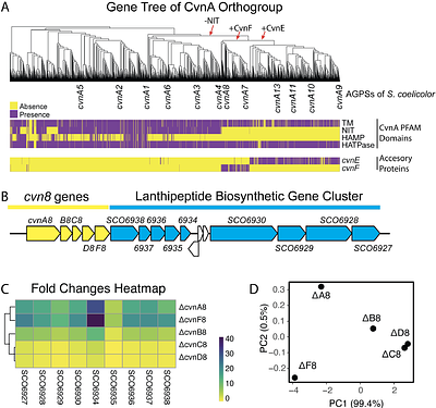The accessory protein CvnF8 modulates histidine kinase activity in an Actinobacterial G protein system in Streptomyces coelicolor