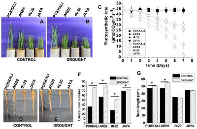 Fluid Uptake Pathways Are Differentially Modified in Rice (Oryza sativa L.) in Response to Drought and Salinity