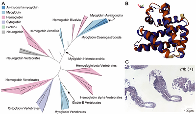 Multiple-omics analyses of the Alviniconcha holobiont reveal multi-faceted adaptations to deep-sea hydrothermal vents